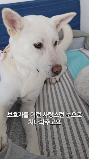 사랑받게 된 유기견의 놀라운 변화 썸네일